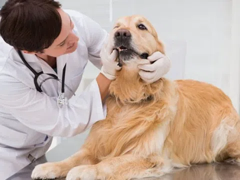 Thực dưỡng trị bệnh sán chó, thực hư thế nào?