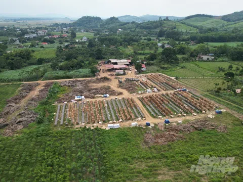 Thanh Hóa: Thu mua gỗ keo tràm ngang nhiên vi phạm pháp luật.