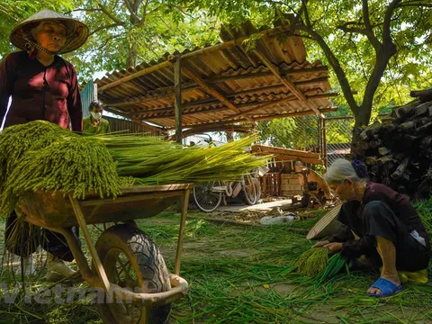 Làng cốm Mễ Trì 'đỏ lửa' trở lại sau thời gian bị ảnh hưởng của dịch