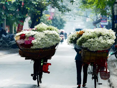 Đông về, mùa cúc họa mi gói trọn những nhớ thương
