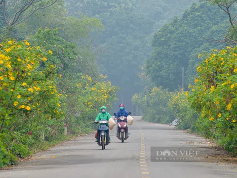 Ảnh: Hoa dã quỳ phủ sắc vàng trên sườn núi Ba Vì