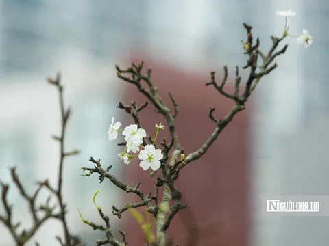 Hoa lê rừng xuống phố phục vụ người dân “chơi Tết” sớm