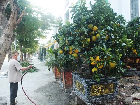 Bưởi cảnh đã xuống phố, Tết cổ truyền cận kề