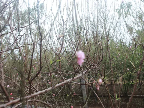 Ảnh: Đào Nhật Tân khoe sắc chuẩn bị đón Tết Dương lịch