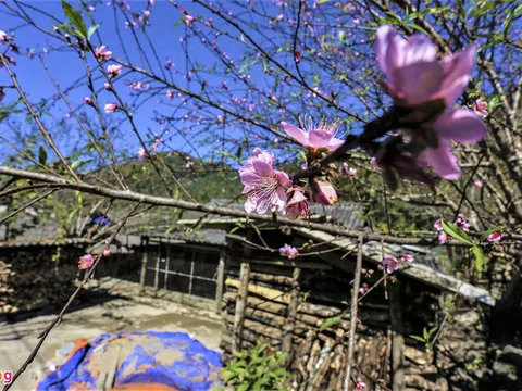 Người nông dân lo thất thu vì 'thủ phủ' đào, mai nở hoa sớm