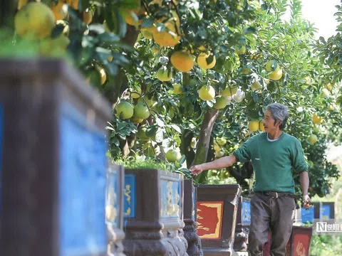 Bên trong vườn bưởi tiền tỉ của lão nông ở Hưng Yên