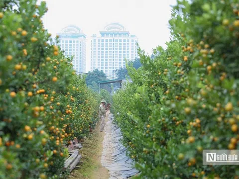 Làng quất Tứ Liên tất bật vào vụ Tết Nhâm Dần 2022