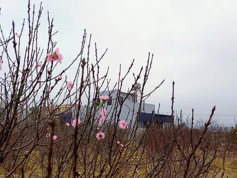 Quảng Chính thắm sắc đào phai