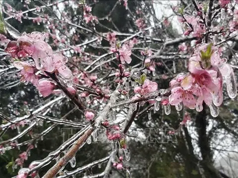 'Hoa băng' phủ trắng nhiều nơi ở Hà Giang