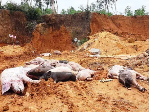 Quảng Nam tái phát dịch tả lợn châu Phi