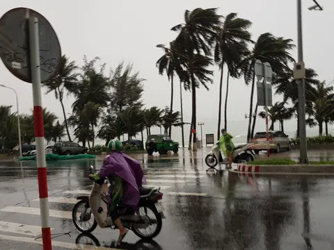 Bão số 12 đổ bộ, gió lớn quật đổ nhiều cây to, "thổi xiêu vẹo" người đi đường