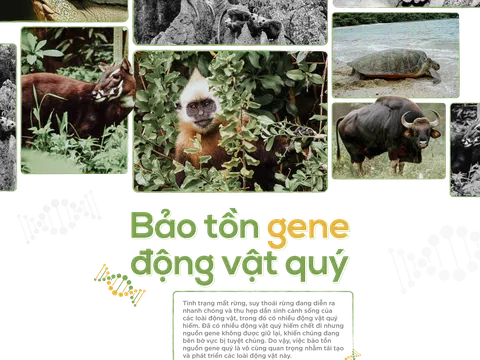 Câu chuyện bảo tồn Gen động vật quý