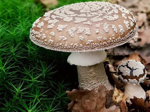 Mùa nấm dại: Gia đình đi dã ngoại tuyệt đối không hái các loại nấm không rõ nguồn gốc ăn