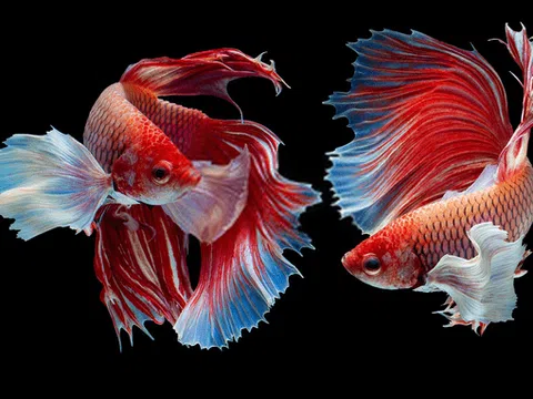 Thú chơi ngư chiến - một thời nở rộ ở đất Hà Thành