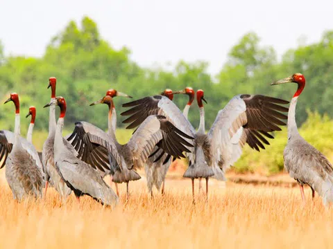 Chỉ còn những kí ức về Sếu đầu đỏ ở miền Tràm Chim