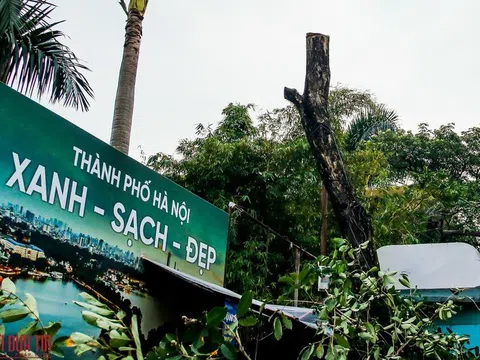 Hà Nội: Di chuyển sưa đỏ phục vụ thi công đường sắt trên cao