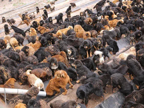 Mốt nuôi chó Ngao Tây Tạng bị thoái trào, trở thành chó hoang gây nguy hiểm