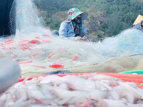 Được mùa cá cháo, ngư dân Hà Tĩnh thu tiền triệu mỗi chuyến ra khơi
