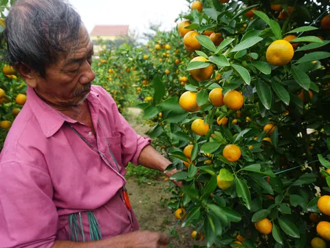 Thương lái mua nhỏ giọt, thủ phủ quất miền Trung "ngồi trên đống lửa"