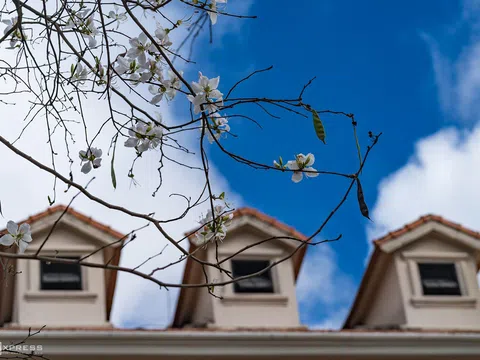 Đất Đà Lạt ngập sắc hoa Ban