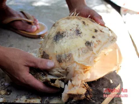 Thứ củ xưa ăn "chống đói" nay thành đặc sản đãi khách