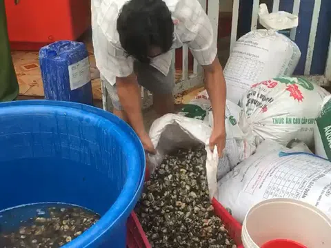 Phát hiện 1,3 tấn ốc ngâm hóa chất tẩy rửa để làm sạch