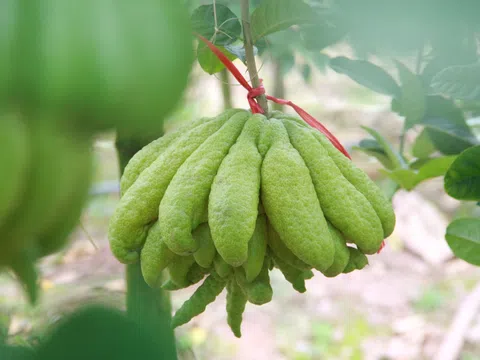 Thứ quả tâm linh cứ đến tháng Chạp là dân buôn cháy hàng