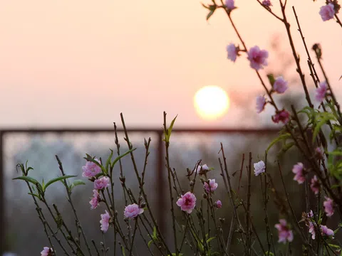 Người dân Hà Nội thích thú ngắm hoa đào khoe sắc sớm