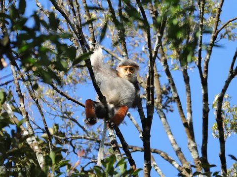 Đàn voọc ngũ sắc bất ngờ xuất hiện tại Vườn quốc gia Bạch Mã