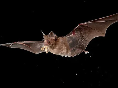 Cách dơi phát tán bệnh và nguyên nhân giúp chúng miễn nhiễm với ổ virus