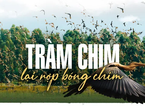 Tràm Chim lại rợp bóng chim