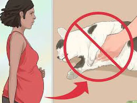 Nếu trong nhà nuôi mèo, các bà bầu nên cảnh giác với ký sinh trùng Toxoplasma