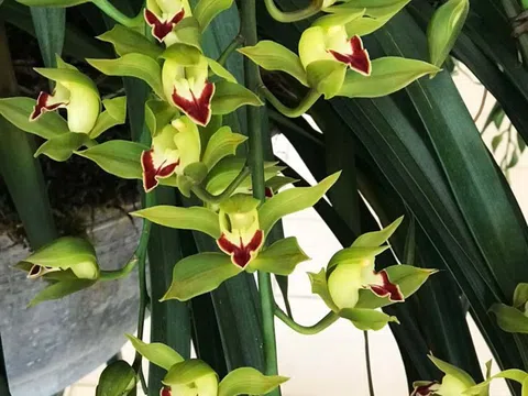 Lan quý "hết mốt", xưa có giá triệu nay đổ đống bán rẻ như rau