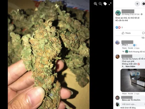 Nhiều người bị lừa tiền vì mua cần sa trái phép trên mạng