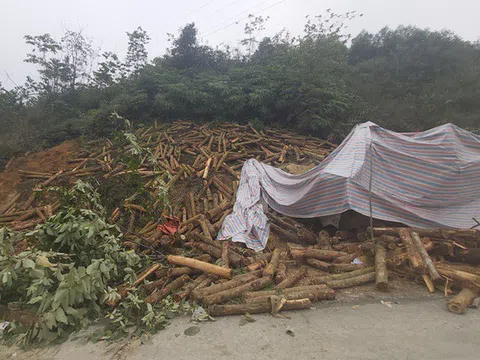 Thanh Hóa: Xe chở gỗ keo lao thẳng vào vách núi gây tai nạn nghiêm trọng