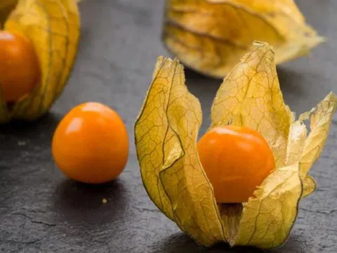 Các mẹ ráo riết tìm kiếm trái thù lù, liệu công dụng có xứng với mức 400.000 đồng/ký