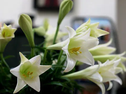 Hoa huệ tây: "Nữ hoàng tháng 4" cất khúc hát giao mùa