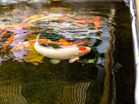 Thú chơi sưu tầm cá Koi tiền tỷ: Hoa mắt bởi độ chăm sóc kỳ công