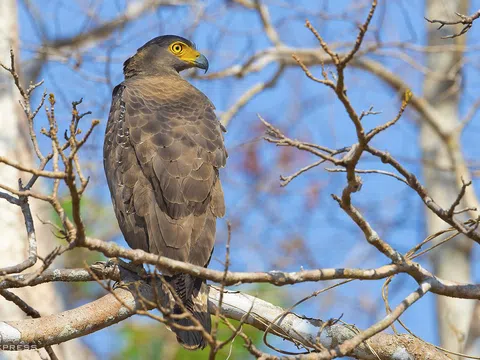 Vào rừng khộp săn ảnh chim