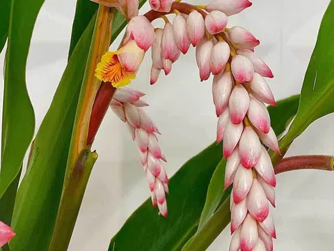 Hoa dại bờ bụi siêu đắt đỏ, mối buôn bán 2.000 cành/ngày