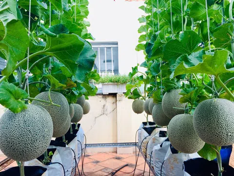 Vườn treo trĩu quả, ‘đã mắt’ trên sân thượng ở Sài Gòn