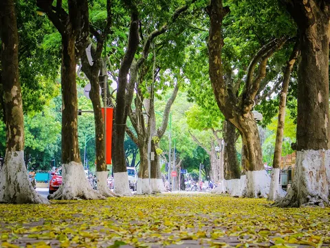 Hà Nội mùa cây thay lá: Trời Tây giữa lòng thủ đô