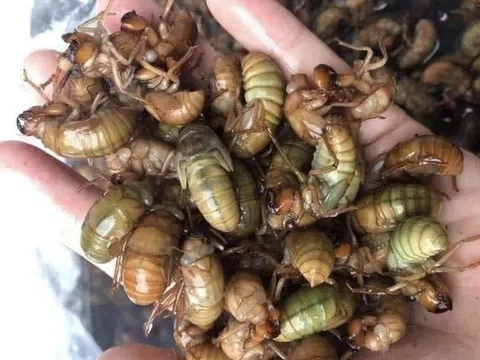 Giật mình với món đồ chơi miễn phí tuổi thơ nay đáng giá cả triệu đồng trên bàn nhậu