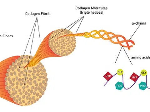 Chọn mua collagen thế nào vừa hiệu quả vừa tiết kiệm