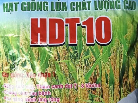 Giống lúa thuần HDT10 và HD11: Bội thu của nhà nông