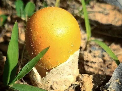 Kỳ lạ đặc sản "Trứng gà ngoi lên từ lòng đất", giá nửa triệu đồng/kg