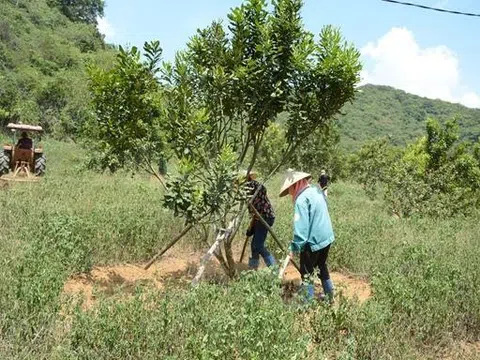 Thanh Hóa: Đề xuất đầu tư nhà máy chế biến và vùng nguyên liệu macca tại Như Thanh