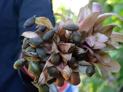 Người dân vào rừng "săn" loại quả 4 năm mới có một lần