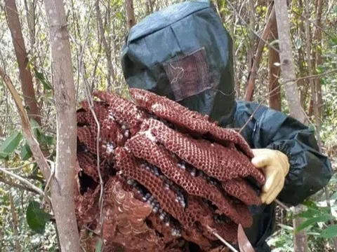 "Chơi" với ong vò vẽ, thu hàng chục triệu đồng