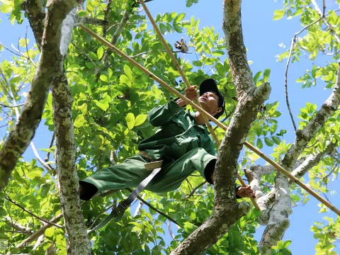 Mùa thu hoạch trám